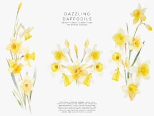 watercolor daffodil